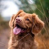 zoom-in dog