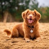 normal dog