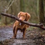 zoom-out dog